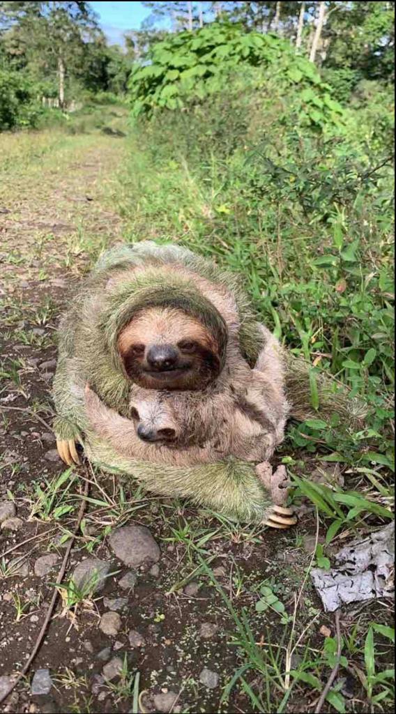 Cabin Eco Container Interior detail of eco-container cabin's wooden wall and window with forest view.