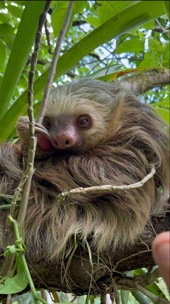 Cabin Eco Container Sloped wooden ceiling inside eco-container cabin creating a warm atmosphere.