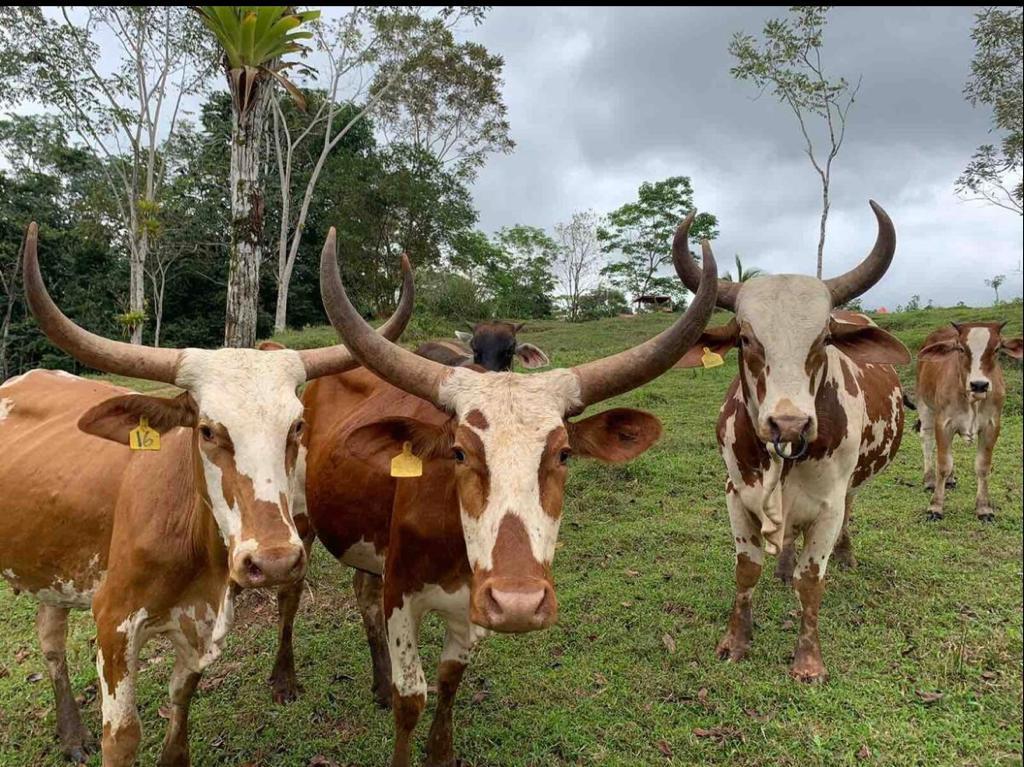 Cabin Eco Container Friendly farm animals grazing near the eco-container cabin in La Fortuna.