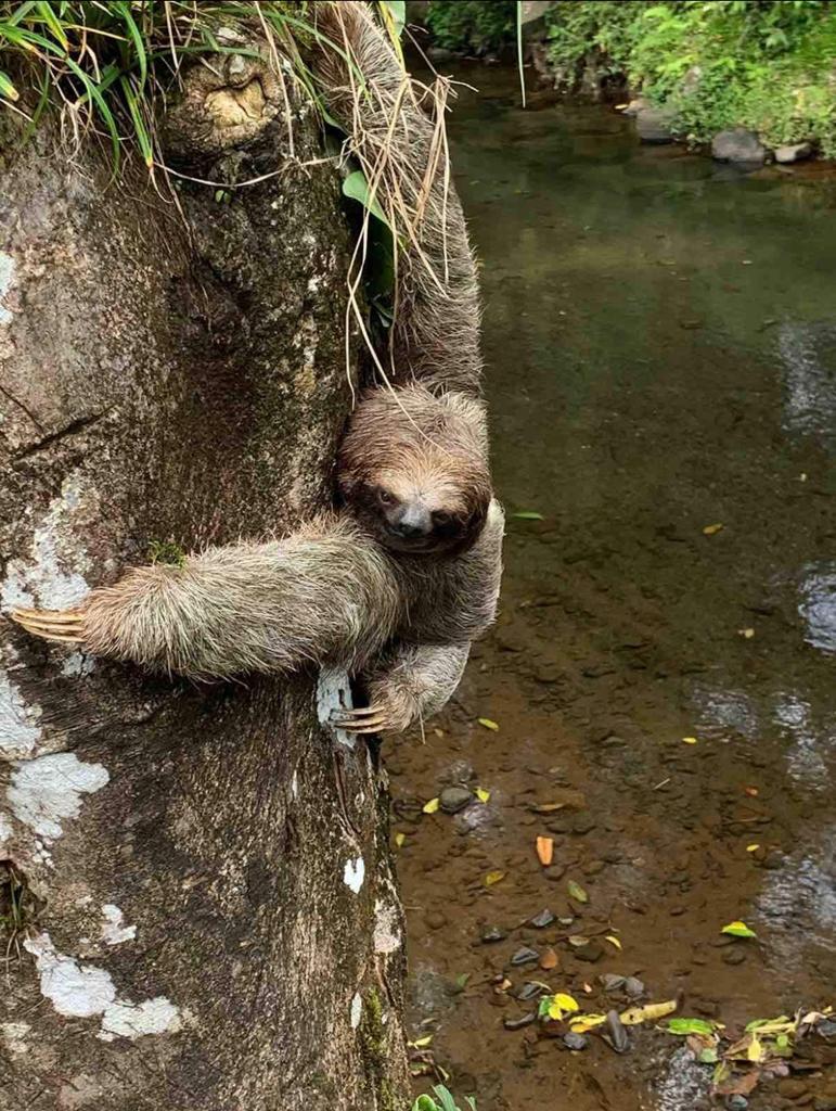 Cabin Eco Container Tranquil exterior of eco-container cabin at dusk, with warm lights in La Fortuna.